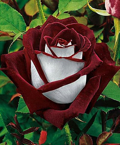 Tudor Rose Parfümöl